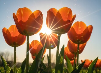 Obraz premium Vibrant Orange Tulips Bloom Under Golden Sunlight With Starburst Effect And Dew Drops In Spring Field