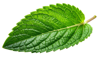 Close-up of a vibrant green leaf with textured surface, isolated on black