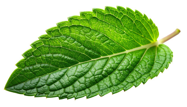 Close-up of a vibrant green leaf with textured surface, isolated on black