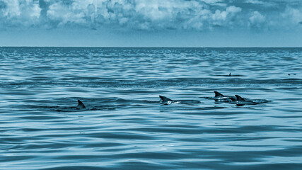 Naklejka premium african dolphins in indian ocean
