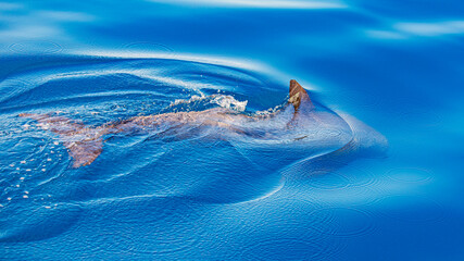 african dolphins in indian ocean © Olivier
