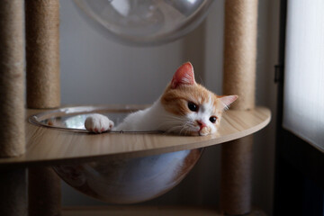 Adorable orange and white bicolor cat resting and sitting comfortably inside a transparent acrylic dome bowl on a cat tree. © Patompong