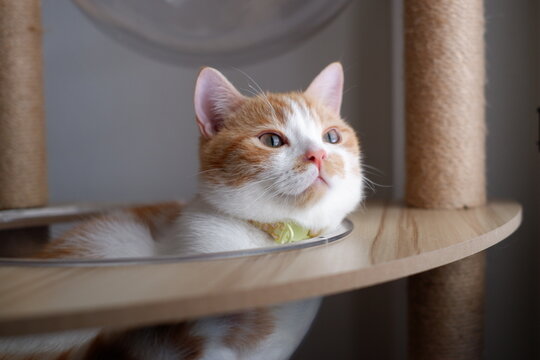 Adorable orange and white bicolor cat resting and sitting comfortably inside a transparent acrylic dome bowl on a cat tree.