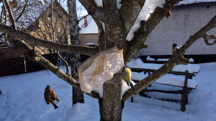 Great chickadee and Eurasian tree sparrows gather at a wooden bird feeder in winter snow © salajean