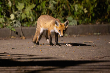 Fototapeta premium Cutious young Fox on a lonely streetlit road at night time, England, UK.