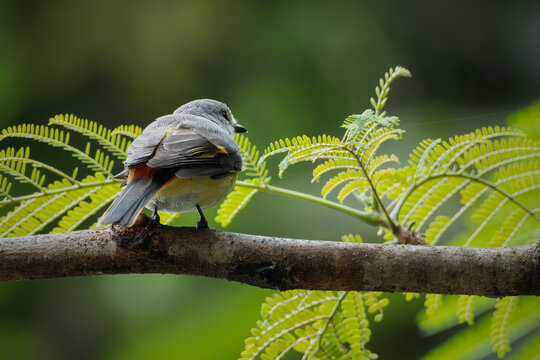 A beautiful orange minivet perched on tree branch with leaves and blurred background.