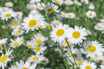 Fototapeta premium Summer chamomile flowers, white petals and vibrant yellow centers, blooming in picturesque green meadow, blurred background beautiful bokeh effect. Summer photo, natural beauty, and harmony