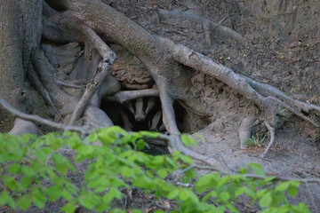 Adult Badger and its Cub looking out of its Sett on a Spring evening. England, UK. © Colin Ward