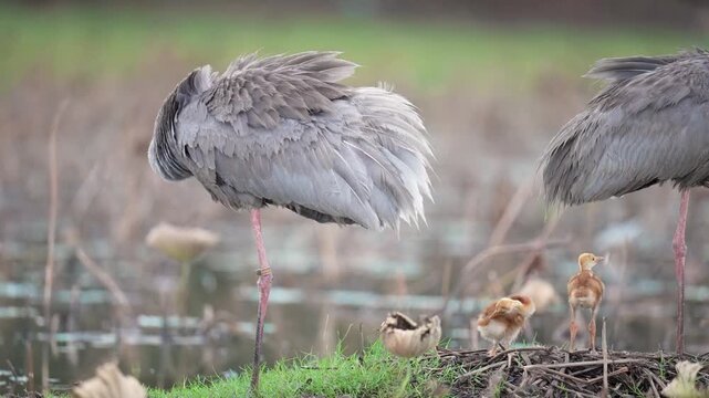 The Eastern Sarus Crane (Grus antigone sharpii) is a large grey bird with a red head nursing a tiny, fluffy golden baby in the wild in Thailand.