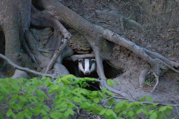 Adult Badger cautiously emerging from its Sett in a forest during spring. England, UK. © Colin Ward