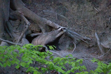 Adult Badger emerging from its Sett in a forest during spring. England, UK. © Colin Ward