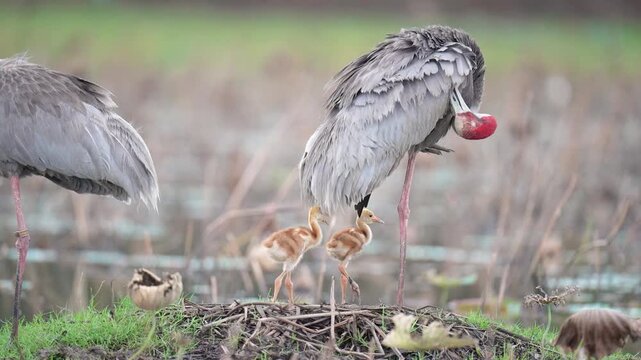 The Eastern Sarus Crane (Grus antigone sharpii) is a large grey bird with a red head nursing a tiny, fluffy golden baby in the wild in Thailand.