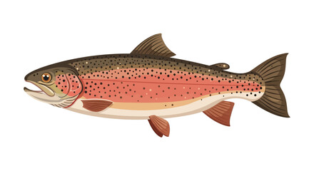 Fototapeta premium Detailed illustration of a rainbow trout fish on white background