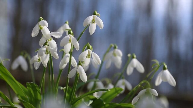Delicate white snowdrop flowers, the first messengers of spring, are gently swaying in the breeze in a sunlit forest, with a beautifully blurred background adding a sense of depth and tranquility