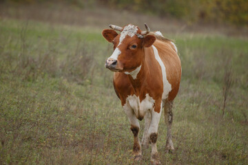 Fototapeta premium Brown and white cow grazing in rural field