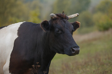 Black and white cow standing in a green field