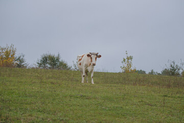 White brown spotted cow standing in green pasture