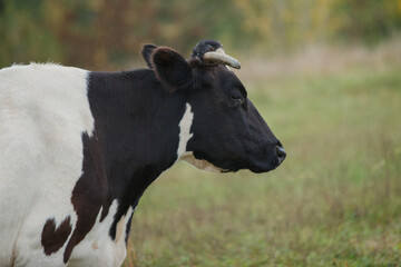 Black and white cow grazing in rural field