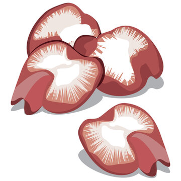 raw chicken gizzard vector drawing.