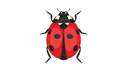 Vector illustration of a ladybug on a white background © rohim
