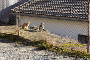 Two cats are sitting on a fence, one of which is looking at the camera © Barosanu