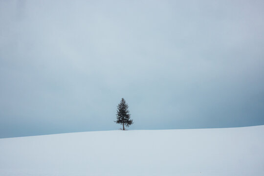 View of a solitary fir tree standing proudly on a vast, snow-covered hill under an expansive, pale sky, a quiet moment of winter, Biei, Hokkaido, Japan.