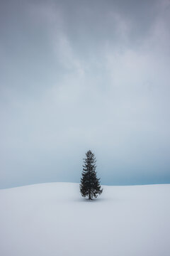 View of the Christmas Tree / conifer tree stands majestically amidst a snow-covered field under a cloudy sky, stark against the wintry landscape, Biei, Hokkaido, Japan.