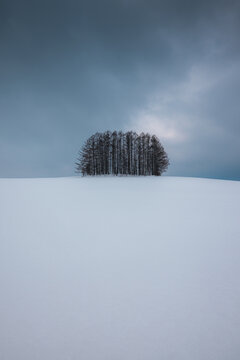 View of snow-laden trees stand stark against the soft, undulating blanket of white, under a brooding sky in serene winter, Biei, Hokkaido, Japan.