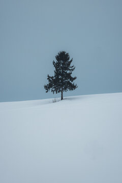 View of a solitary pine tree stands stark against the snowy expanse, its dark silhouette contrasting with the pristine white ground, Biei, Hokkaido, Japan.