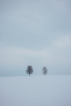 View of two bare trees stand stark against the snow-covered landscape under a muted sky, their delicate branches etched against the pale horizon, Biei, Hokkaido, Japan.