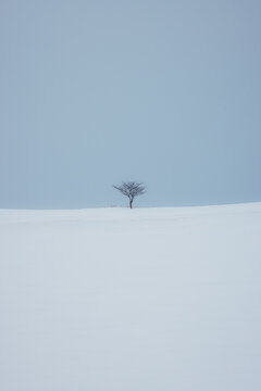View of a solitary tree standing stark against a vast, smooth expanse of white snow under a pale sky, creating a minimalist winter scene, Biei, Hokkaido, Japan.