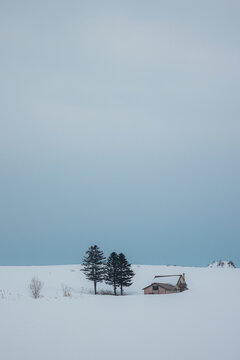 View of snow blankets the serene landscape, enveloping a quaint cabin and evergreens under a subdued sky, creating a tranquil winter scene, Biei, Japan.