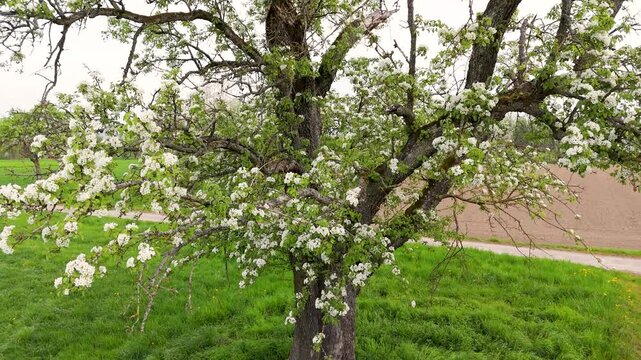 Fr&uuml;hling am Bodensee; alter bl&uuml;hender Birnbaum auf Streuobstwiese am Seeufer des Untersees bei Horn