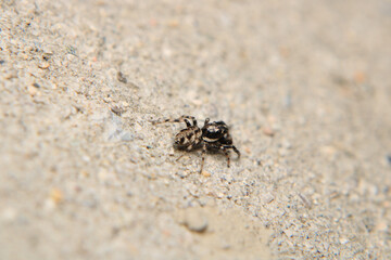 little jumping spider macro photo	