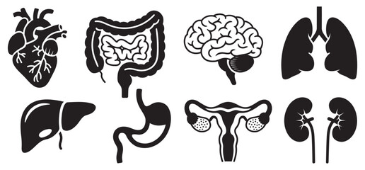 Graphic human anatomy line art, heart, brain, lungs, liver, stomach, intestines, uterus, kidneys, medical teaching, educational vector set