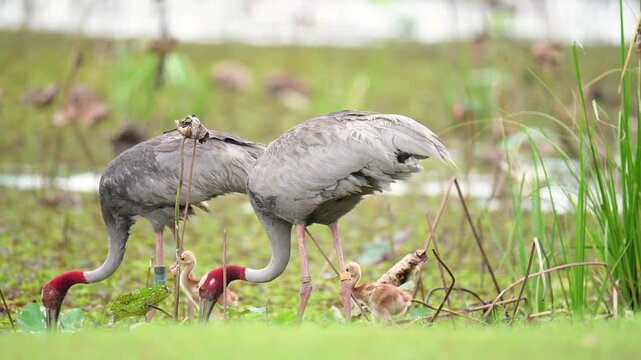 The Eastern Sarus Crane (Grus antigone sharpii) is a large grey bird with a red head nursing a tiny, fluffy golden baby in the wild in Thailand.