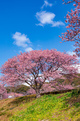 Fototapeta premium Beautiful Kawazu cherry blossoms and rape blossoms blooming on the riverbank in spring.