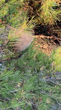 Processionary Caterpillar Emerging from Silk Nest on Pine Tree - Pest Control Warning