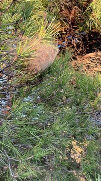 Processionary Caterpillar Emerging from Silk Nest on Pine Tree - Pest Control Warning