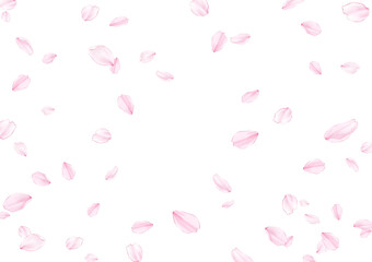 cherry blossom petals