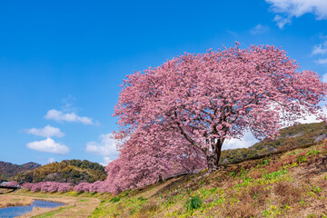 Beautiful Kawazu cherry blossoms blooming along the river in early spring.