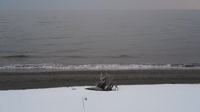 波打ち際の雪原と流木