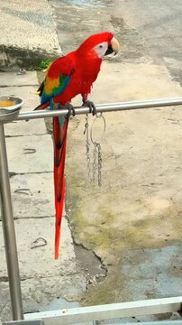 Two vibrant macaws perched on metal railing in outdoor setting