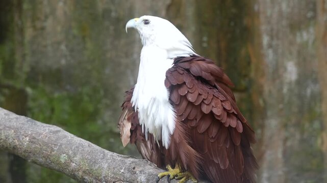 Majestic Brahminy Kite Perched Calmly on Branch in Batam, Cinematic 4K