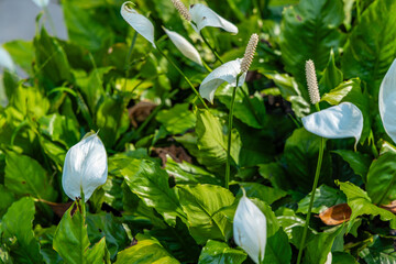 Obraz premium White peace lily flowers blooming among lush green leaves in an outdoor garden setting, Spathiphyllum wallisii botanical growth, natural sunlight on tropical plants.