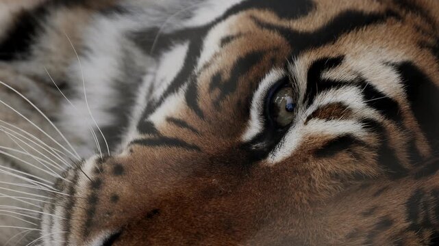 Extreme close up portrait of a resting tiger lying calmly, powerful striped face filling the frame, intense eyes half closed in relaxation, majestic wild predator captured in quiet natural moment.