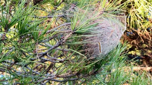 Horizontal Slow Motion Video of Processionary Caterpillar Emerging from Silk Nest on Pine
