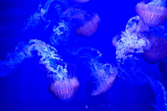 Oceanographic museum in modern Valencia