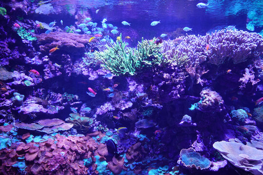 Oceanographic museum in modern Valencia
