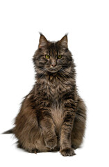 Obraz premium Gray Maine Coon Cat Isolated on White